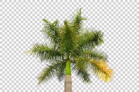 Green coconut leaf or tree branch isolated on white background. Foto stock