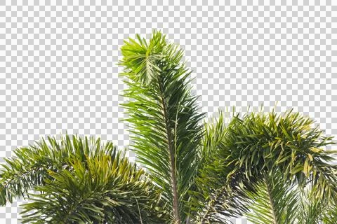 Green coconut leaf or tree branch isolated on white background. Stock Photos