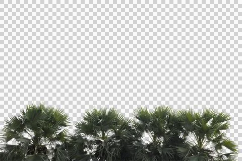 Green coconut leaf or tree branch isolated on white background. 스톡 사진