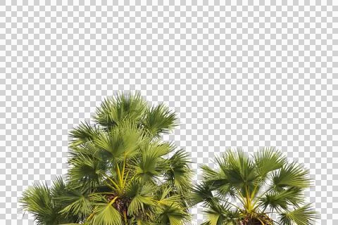 Green coconut leaf or tree branch isolated on white background. Stock Photos