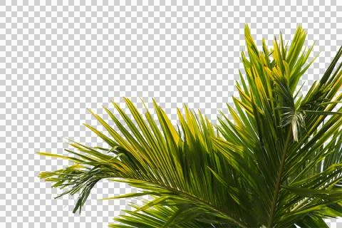 Green coconut leaf or tree branch isolated on white background. Foto stock