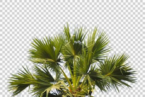 Green coconut leaf or tree branch isolated on white background. Foto stock