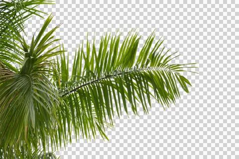 Green coconut leaf or tree branch isolated on white background. 스톡 사진