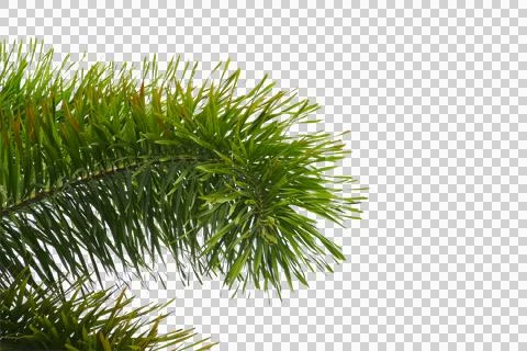 Green coconut leaf or tree branch isolated on white background. Foto stock