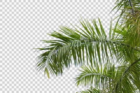 Green coconut leaf or tree branch isolated on white background. Foto stock