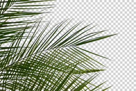 Green coconut leaf or tree branch isolated on white background. 写真素材