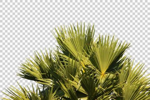 Green coconut leaf or tree branch isolated on white background. 스톡 사진