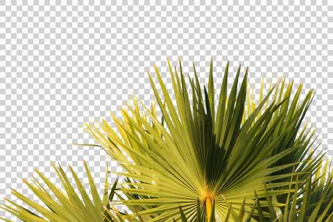 Green coconut leaf or tree branch isolated on white background. Foto stock