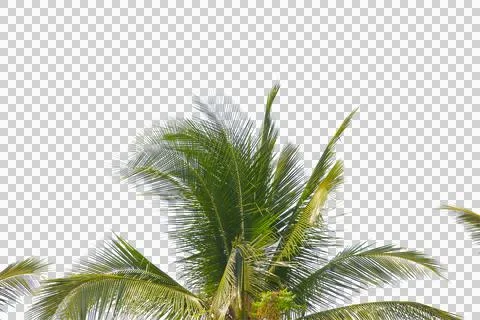 Green coconut leaf or tree branch isolated on white background. Foto stock