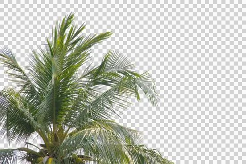 Green coconut leaf or tree branch isolated on white background. Foto stock