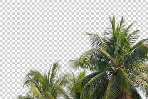 Green coconut leaf or tree branch isolated on white background. Foto stock