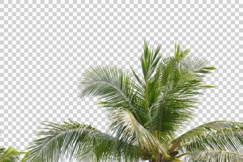 Green coconut leaf or tree branch isolated on white background. Foto stock