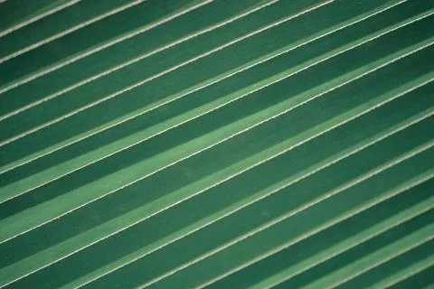 Green coconut leaf pattern Green coconut leaf pattern Copyright: xZoonar.c... Stock Photos