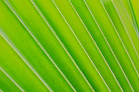 Green coconut leaf pattern Foto stock