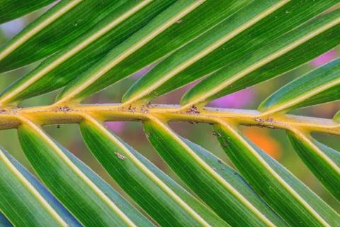 Green coconut leaf pattern Stock Photos