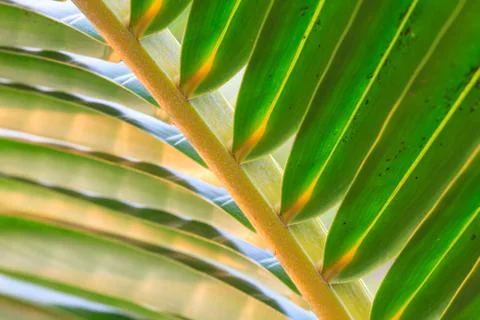 Green coconut leaf pattern Foto stock