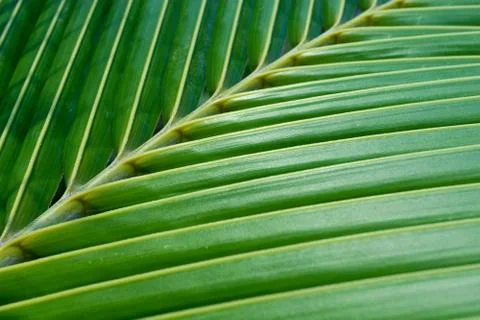 Green coconut leaf Stock Photos