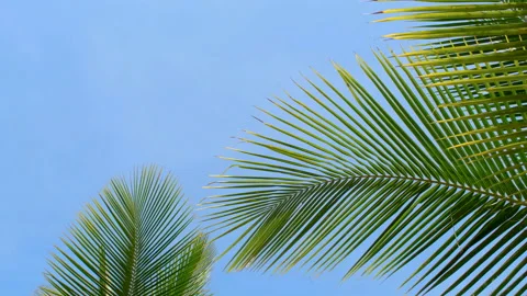 Green coconut leaf in the wind blowing on blue sky background Stock Footage 198281545