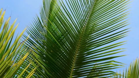 Green coconut leaf in the wind blowing on blue sky background Stock Footage 198281764