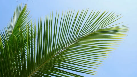 Green coconut leaf in the wind blowing on blue sky background Stock Footage 208423716
