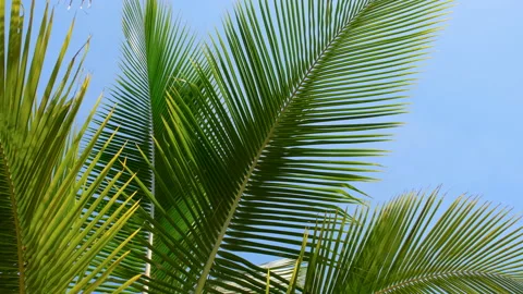 Green coconut leaf in the wind blowing on blue sky background Stock Footage 208756969