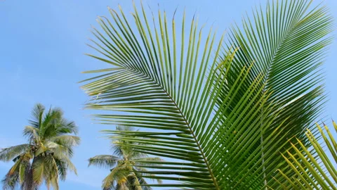 Green coconut leaf in the wind blowing on blue sky background Stock Footage 219773701