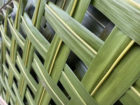 Green coconut leaves pattern weaving. close up 스톡 사진