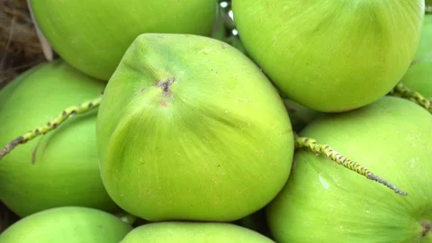 Green coconut on a natural tree Stock Footage 128213878