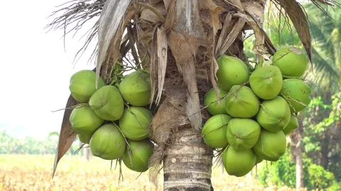 Green coconut on a natural tree Stock Footage 128213885