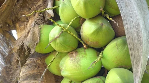 Green coconut on a natural tree Stock Footage 128213926