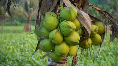 Green coconut on a natural tree Stock Footage 128213931