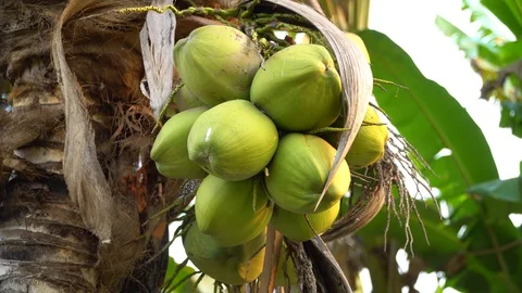 Green coconut on a natural tree Stock Footage 128213937