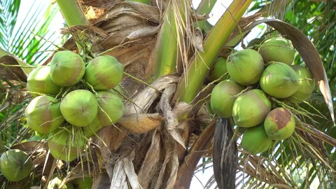 Green coconut on a natural tree Stock Footage 128213945