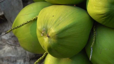 Green coconut on a natural tree Stock Footage 128213971