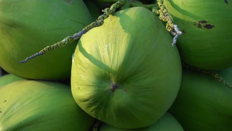 Green coconut on a natural tree Stock Footage 128213973