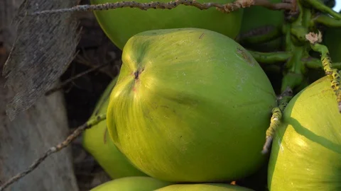 Green coconut on a natural tree Stock Footage 128213974