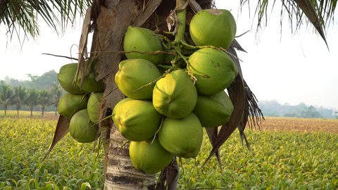 Green coconut on a natural tree Stock Footage 128213978