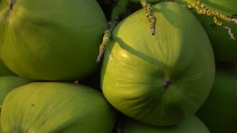 Green coconut on a natural tree Stock Footage 128213986