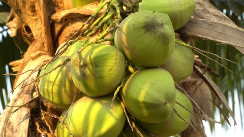 Green coconut on a natural tree Stock Footage 128213997