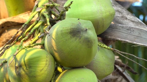 Green coconut on a natural tree Stock Footage 128214005