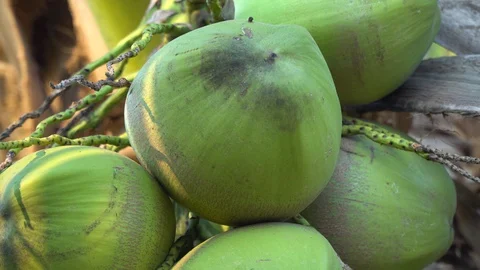 Green coconut on a natural tree Stock Footage 128214036