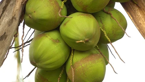 Green coconut on a natural tree Stock Footage 128214049