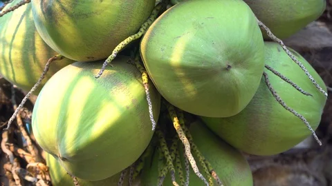 Green coconut on a natural tree Stock Footage 128214055