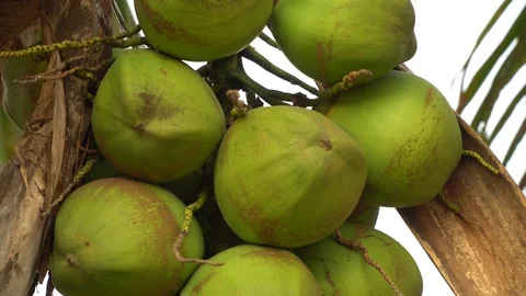 Green coconut on a natural tree Stock Footage 128214069