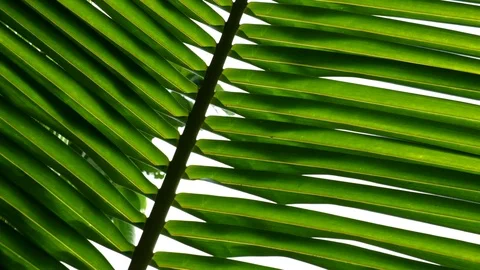 Green coconut palm leaf tropical forest against white background Stock Footage 118077589