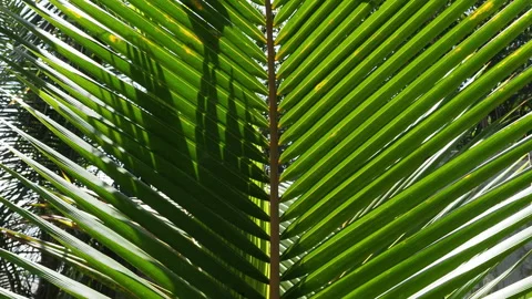 Green coconut palm tree frond moving in the wind Video stock 340642555