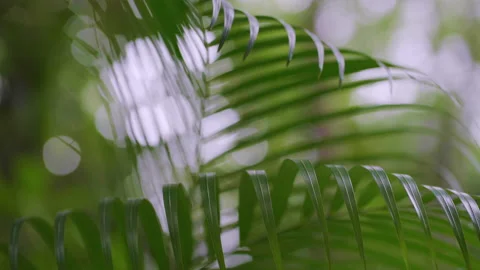 Green coconut palm tree leaf with shadow Vídeos de archivo 201150754