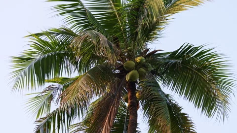 Green coconut palm tree leaves swaying in the wind Stock Footage 336562505