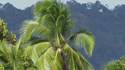 Green Coconut Palm Tree Swaying in Tropical Wind with Jungle Background Vídeo Stock 333605573