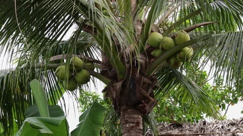 Green coconut palm tree swaying in the wind Stock Footage 344039898